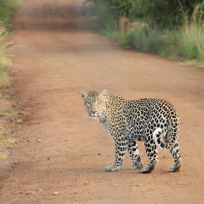 Wildlife photography